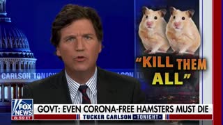 Tucker Carlson slams Hong Kong's plan to slaughter thousands of hamsters in the name of COVID safety