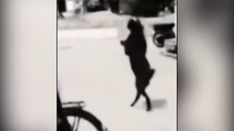 6 Mystery Video cat & Dog || horror || short video