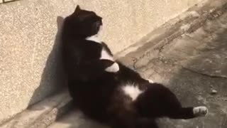 Super lazy cat chills out on sidewalk