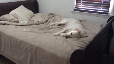 Dog Caught Jumping On Bed Makes Hilariously Guilty Face