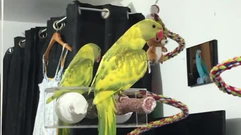 Parrot practices social distancing by hugging mirror reflection