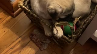 Pug Puppy Chooses Basket over Toys