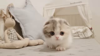 Cute Kitten play with Hooman