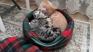 Cats love each other forever
