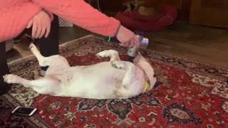 Dog Reacts To A Massage Driller | Pampered Life