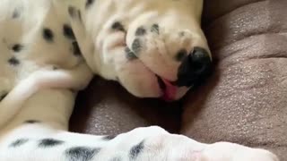Sleeping Dalmatian puppy is the cutest thing ever