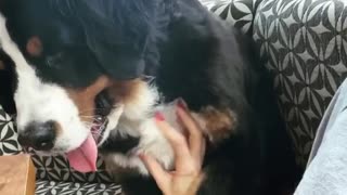 Bernese Mountain Dog wants more attention from owner