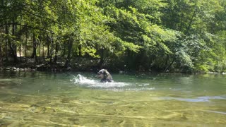 Australian Cattle Dog splashes in the water just like a little kid