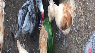 Chickens first time seeing a watermelon