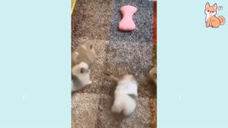 Cute Puppies Cute Funny and Smart Dogs Compilation #3