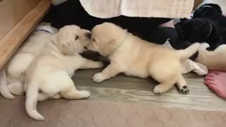 Labrador Dog Puppy | Puppy Playing