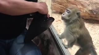 Hysterical monkey communication through glass panel at the zoo