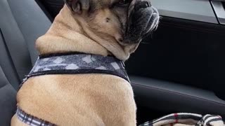 French Bulldog loves to sing karaoke during car rides