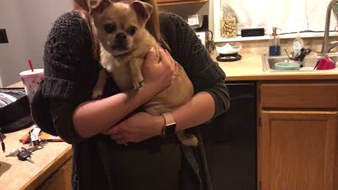 Tiny dog freaks out over noise coming from fridge.