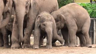 Elephant Baby Battles Herd To Get Mom's Milk
