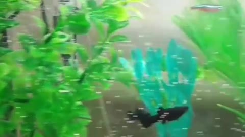 fish in the aquarium, beautiful