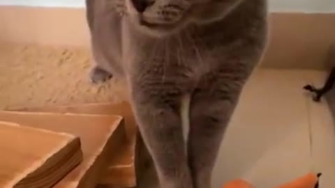 Cute and Funny Cat Videos 2021