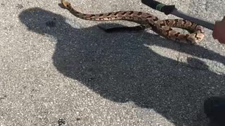 Rattlesnake found Outside Shopping Center