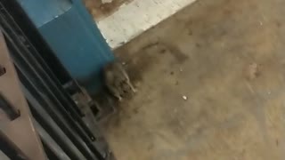 Rat limping while walking