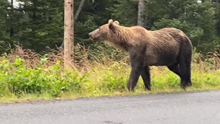 Mama Bear and Three Cubs Wander Along Road
