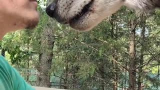 Animal Caretaker Plays Paw Game with Wolf