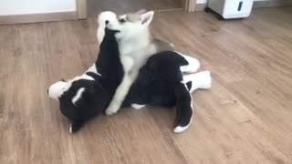 How to handle your husky Toy friend