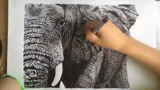 Amazing time-lapse drawing of elephant