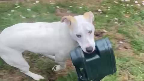 Dog Steals Owner's Watering Can, Refuses To Give It Back