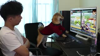 A dog playing a game