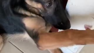 Guilty pup tries to distract from overwhelming evidence