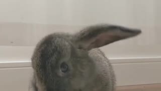 Cute bunny taking a bath