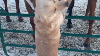 Dog is in love with these horses