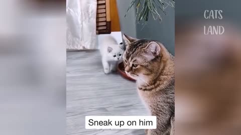 The kitten tried to scare his friend. Look up to the end
