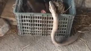 Snake Attack Chicken Family ! Snake Video ! Snake Fight ! Animals Video !