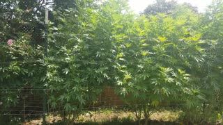 2021 Outdoor Cannabis Garden Tour | Garden Update [#14]