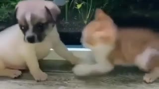 Kitten playing with puppy