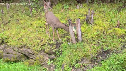 Young buck explores his surroundings