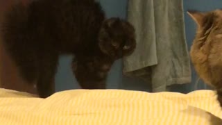 Cute Kitty Doesn't like New Friend