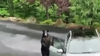 What happened when a bear opens the Mercedes car door
