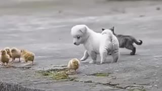 Full Video Cute Puppy Playing with Chickens 😍❤️ Video Got Viral || Full Video