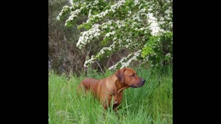 Rhodesian Ridgeback casting about while standing still