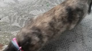 Crazy Cat Nip Daisy