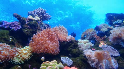 Life Of Fishes And Corals Underwater