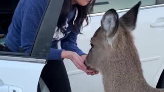 Adorable Deer Sure is Friendly