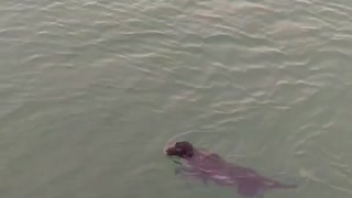 Swimming Dog Saved From Drowning