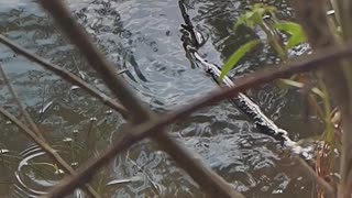 dragonfly in slow motion