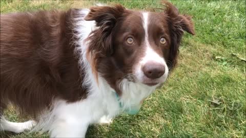 Border Collie answers owners questions by nodding head