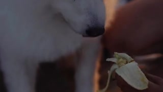 Cute Dog Eating, Dog Video