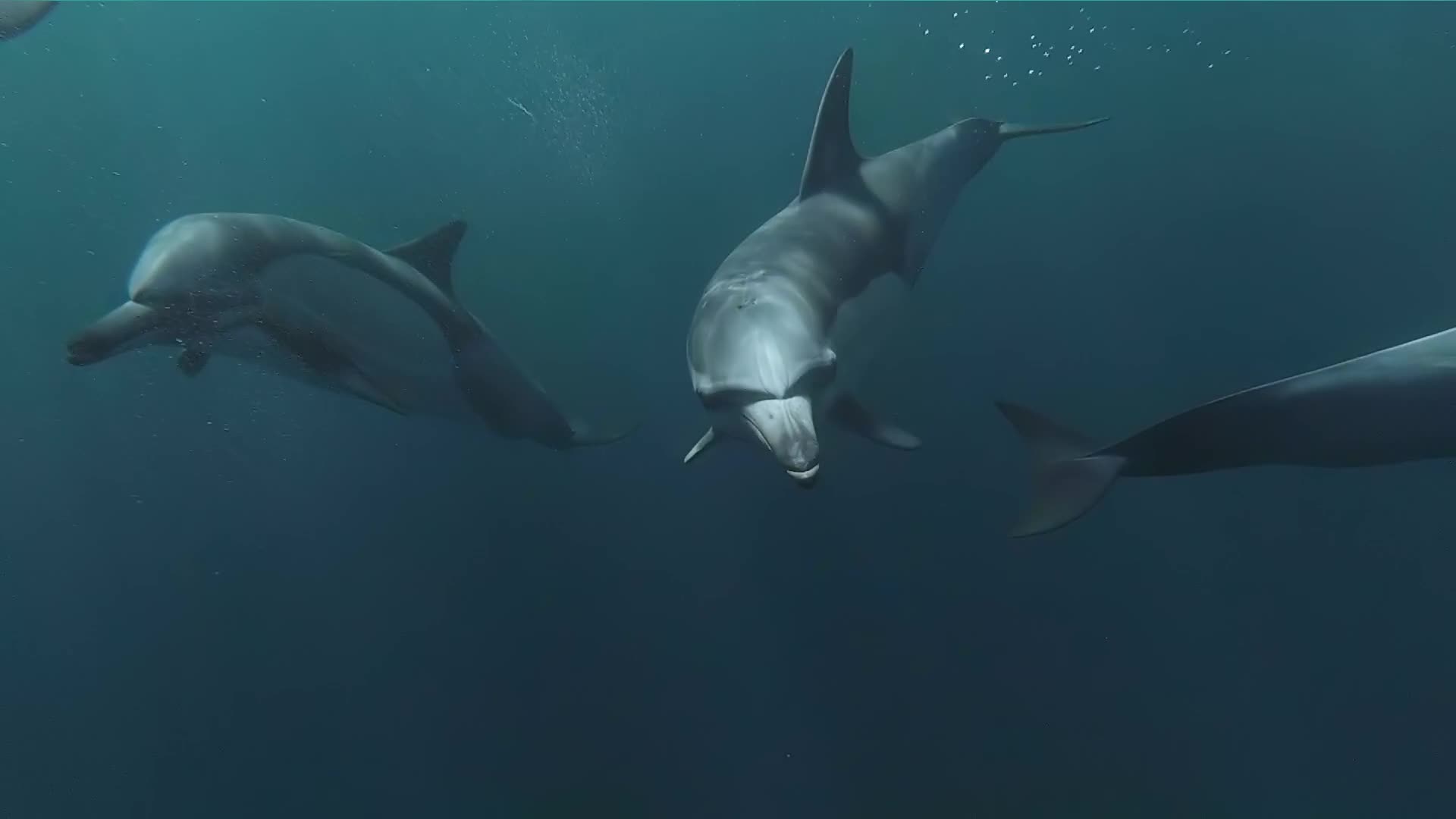 Какие звуки издает дельфин. Звуки дельфинов. Delfinii.