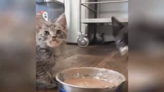 kittens eat